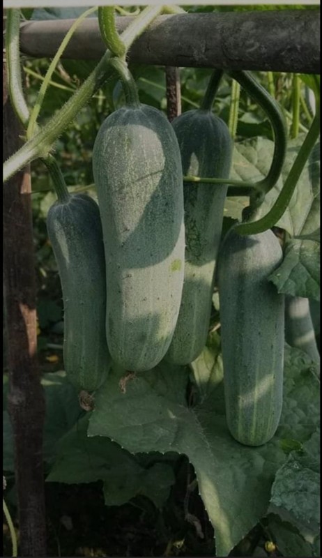 Cucumber from Gambia